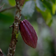 A cacao pod in Venezuela, 2015. Image via AP.